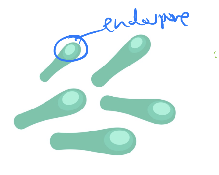 <ul><li><p><strong>cause:</strong> Clostridium botulinum, gram +, bacillus, <mark data-color="yellow" style="background-color: yellow; color: inherit;">endospore-forming</mark>, <mark data-color="yellow" style="background-color: yellow; color: inherit;">obligate anaerobe</mark>, endospore at end of cell (“drumstick” appearance)</p></li><li><p><strong>virulence factor:</strong> potent (low LD<sub>50</sub>), heat-labile neurotoxin (heat can destroy exotoxin), endospores</p></li><li><p><strong>s/s:</strong> flaccid paralysis, (respiratory/cardiac failure → death)</p></li><li><p><strong>reservoir:</strong> contaminated food</p></li><li><p><strong>mode of transmission:</strong> canned food w/ neurotoxins</p></li><li><p><strong>prevention:</strong> proper commercial canning</p><ul><li><p>treat meats w/ nitrites (inhibit germinating)</p></li></ul></li><li><p><strong>tx:</strong> respiratory assistance, antitoxins</p></li><li><p><strong>dx: </strong>drumstick bact. appearance (terminal endospore)</p></li><li><p><strong>misc:</strong> Clostridium Botulism Intoxication/Foodborne Botulism</p></li></ul><p></p>
