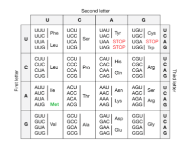 <ul><li><p class="Paragraph SCXW27605008 BCX8" style="text-align: left;"><span style="line-height: 20.925px;">Methionine (AUG) - codon that tells the ribosome where to start translating the mRNA&nbsp;</span></p></li></ul><ul><li><p class="Paragraph SCXW27605008 BCX8" style="text-align: left;"><span style="line-height: 20.925px;">STOP codon – tells the ribosome when the protein is complete and to translating&nbsp;</span></p></li></ul><p></p>