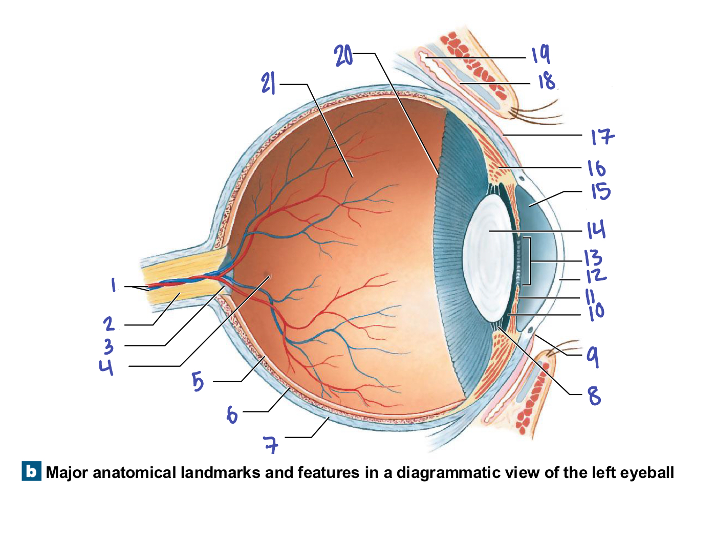 <ul><li><p>outer layer </p></li><li><p>consists of sclera and the cornea </p><ul><li><p>The cornea is modified sclera </p></li></ul></li></ul><p></p>