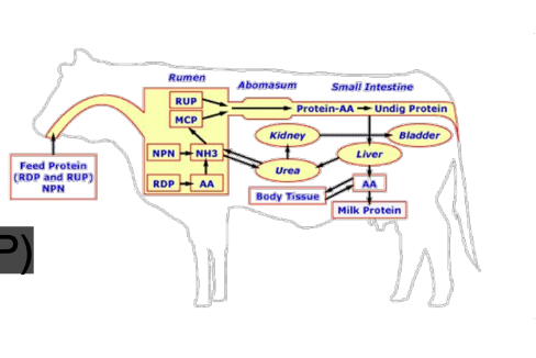 <p>Protein, composed of chains of amino acids, is the major building blocks of the body. (rumen microbes make amino acids) </p><ul><li><p class="p3">Crude protein - % nitrogen x 6.25</p></li><li><p class="p3"><span style="line-height: normal;">Amino acid nitrogen = true protein /natural protein</span></p></li><li><p class="p3">Other nitrogen = non-protein nitrogen</p><ul><li><p class="p4">Urea</p></li><li><p class="p4">Biuret</p></li></ul></li><li><p class="p2">Site of Digestion</p><ul><li><p class="p5">Degradable Intake Protein (DIP) (broken down by rumen microbes)</p></li><li><p class="p6">Undegradable Intake Protein (UIP) (microbes can’t digest, go to abomasum as whole) </p></li></ul></li></ul><p></p>