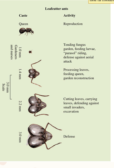 <p>females are diploid (2N)</p><p>males develop from unfertilized eggs and are haploid (N). </p><p>This creates an unusual genetic situation: sisters share 75% of their genes (compared to the normal 50% between siblings), while a female shares only 50% with her own offspring. </p><p>This means a female worker maximizes her inclusive fitness by raising sisters rather than producing offspring herself.  They're propagating more of their genes by tending their sisters than they would by reproducing directly. </p>