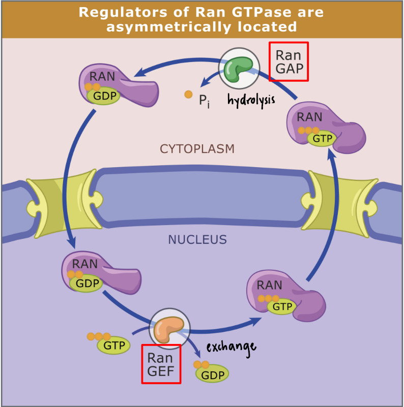 <p>RanGAP  = enzyme that turns Ran <span style="color: red;">OFF </span></p><ul><li><p>Located <u>exclusively in cytoplasm</u> </p></li><li><p>Cleaves P<sub>i</sub> off of GTP → GDP</p></li><li><p>Ran-GDP = ONLY in cytoplasm</p></li></ul><p>RanGEF = enzyme that turns Ran <span style="color: green;">ON </span></p><ul><li><p>Located <u>exclusively in nucleus</u> (bound to chromatin) </p></li><li><p>Exchanges GDP <span data-name="left_right_arrow" data-type="emoji">↔</span> GTP</p></li><li><p>Ran-GTP = ONLY in nucleus </p></li></ul><p> RanGAP &amp; RanGEF = nuclear/cytoplasmic switch to import/export proteins to drive directional transport </p><ul><li><p>Asymmetrically located → proteins “segregated” into nucleus &amp; cytoplasm </p></li></ul><p>GTP → hydrolyzed by GAP (GTP → GDP) = energy needed for transport</p><ul><li><p>Anentropic process = create order by forcing molecules into nucleus (opposite entropy)</p><ul><li><p>Used to reset the passive transport of molecules through Nuclear Pore Complex (NPC)</p></li><li><p>Importin + molecule → NPC into nucleus </p></li><li><p>Importin + Ran-GTP → LETS GO of molecule in nucleus </p></li><li><p>Importin + Ran-GTP → OUT to cytoplasm </p><ul><li><p>RanGAP → Ran-GTP → Ran-GDP + P<sub>i</sub> </p><ul><li><p>Ran Δ shape → lets go of importin &amp; grab new molecules </p></li></ul></li></ul></li></ul></li></ul><p></p><p></p>