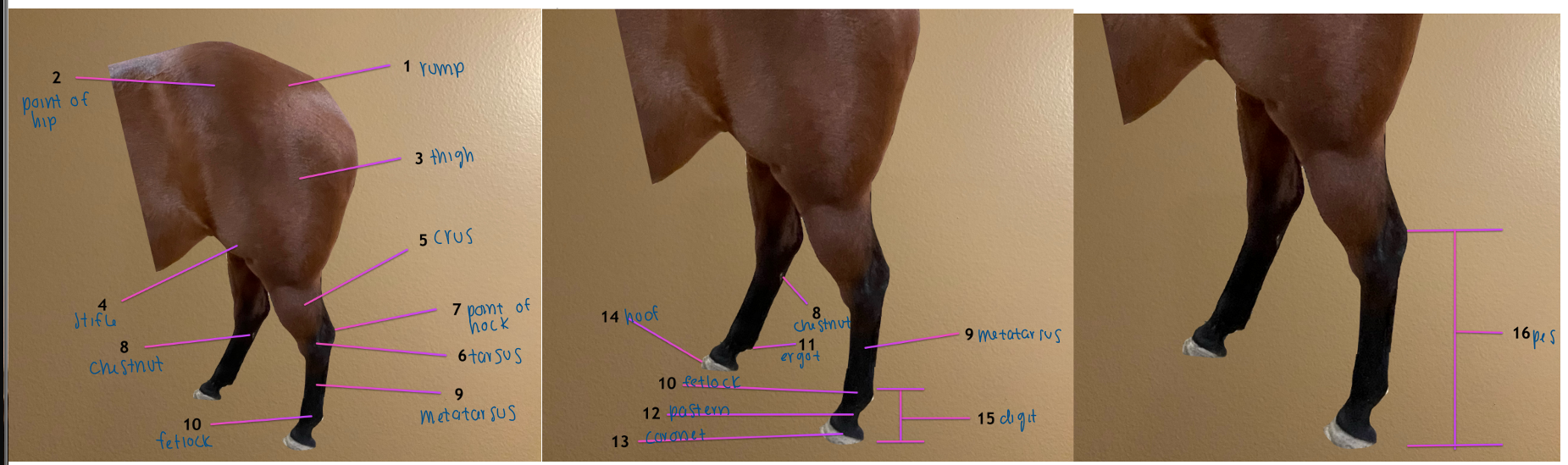 <ol><li><p>rump / croup</p></li><li><p>point of the hip</p></li><li><p>thigh</p></li><li><p>stifle</p></li></ol><p></p>