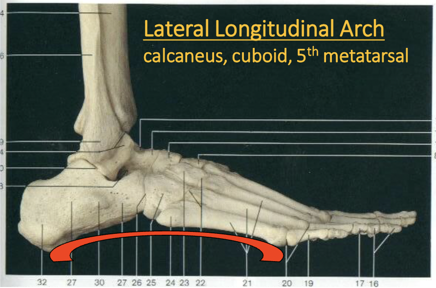 <p>what bones of the foot describe the lateral longitudinal arch</p>