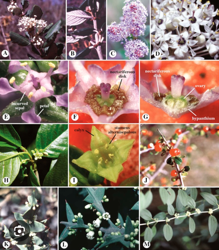 <ul><li><p>Nectary disk</p></li><li><p>Hooded petals around stamens</p></li></ul><p></p>