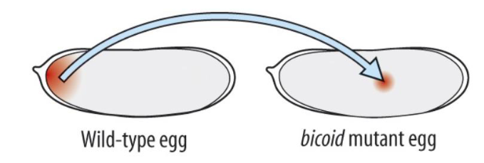<p>What would you expect if you place Bicoid in a different region of a mutant embryo?</p>