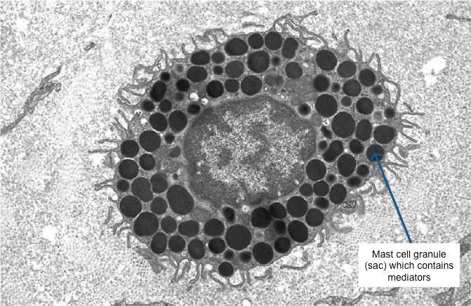 <ul><li><p>tissue bound</p></li><li><p>bind immunoglobulin E (IgE) antibodies on a surface</p></li><li><p>innate</p></li><li><p>get rid of parasites by the release of granules containing histamine and other active agents</p></li><li><p>mediator→ releases histamine result of allergies</p></li></ul><p></p>