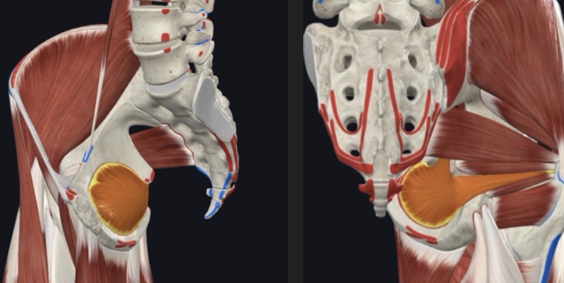 <p>Deep Gluteal Region</p>