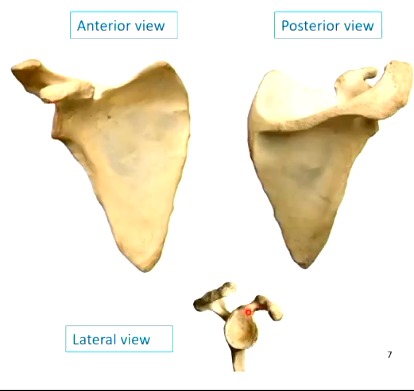 <ul><li><p>flat surface for bone attachment, here the humerous attaches</p></li><li><p>flat surface on lateral vie</p></li></ul><p></p>