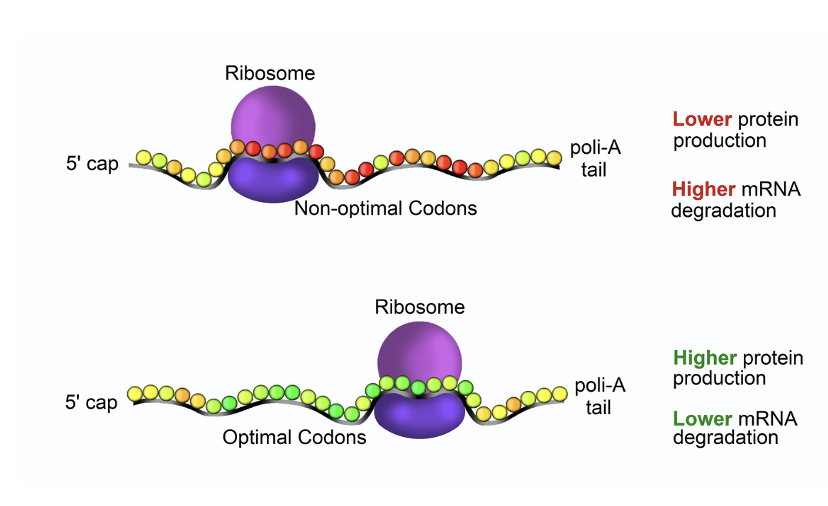 <p><span>less protein production and higher mRNA degradation</span></p>