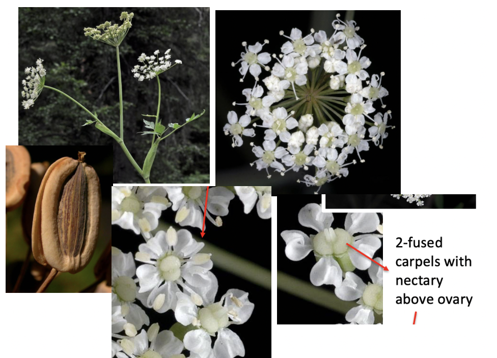 <p>Apiaceae</p>