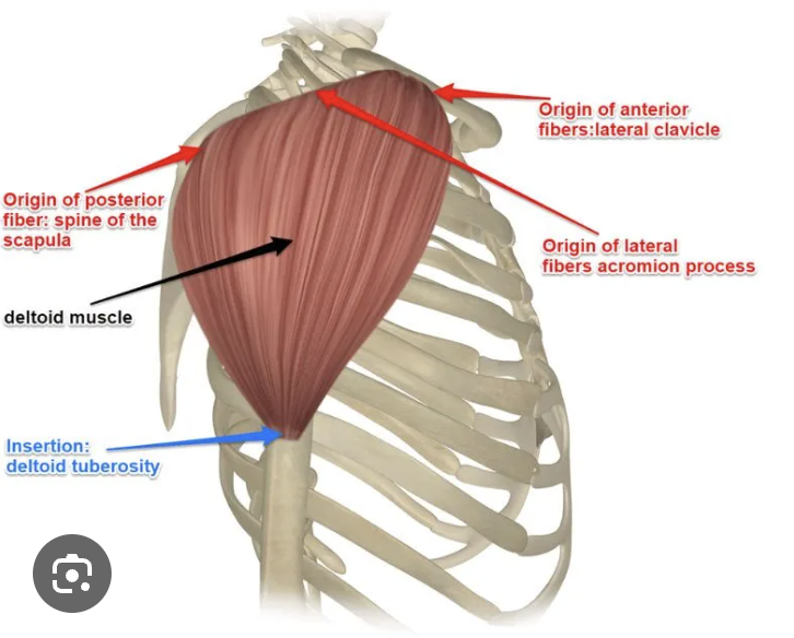 <p>Origin:</p><p><strong>Anterior head: </strong>lateral clavicle</p><p><strong>Middle head: </strong>acromion process of scapula</p><p><strong>Posterior head: </strong>spine of scapula</p><p>Insert: Deltoid tuberosity (of humerus)</p><p>Action:</p><p><strong>All heads: </strong>abduction of the arm</p><p><strong>Anterior head: </strong>flexion of arm, horizontal flexion/adduction of arm, and medial rotation</p><p><strong>Posterior head: </strong>extension/hyperextension of arm, horizontal extension/adduction of arm and lateral rotation of arm</p><p>Innervation: Axillary nerve</p>