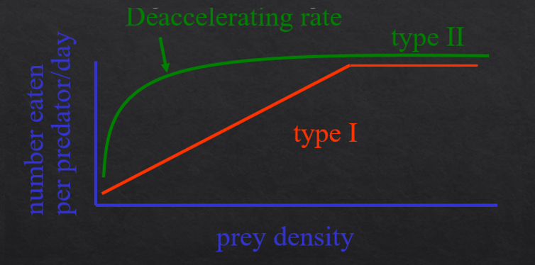 <p>Consumption increases with prey density, but plateaus because of satiation or handling time</p><p>hyperbolic curve</p><p>Does not stabilize prey </p><p>Observed in many animals</p>