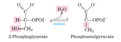 <p>LYASE: <span>2PG <span data-name="left_right_arrow" data-type="emoji">↔</span> Phosphoenolpyruvate (PEP) + H2O. Dehydration rxn catalyzed by <strong>enolase</strong> that results in the production of a high energy intermediate, which was powered by 1,3 BPG. </span></p>