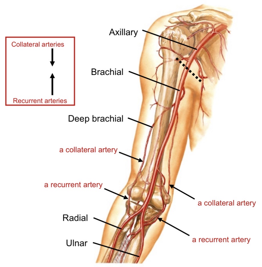 <ul><li><p>Collateral: branches from brachial artery </p></li><li><p>Recurrent: branches from radial or ulnar arteries</p></li></ul><p></p>