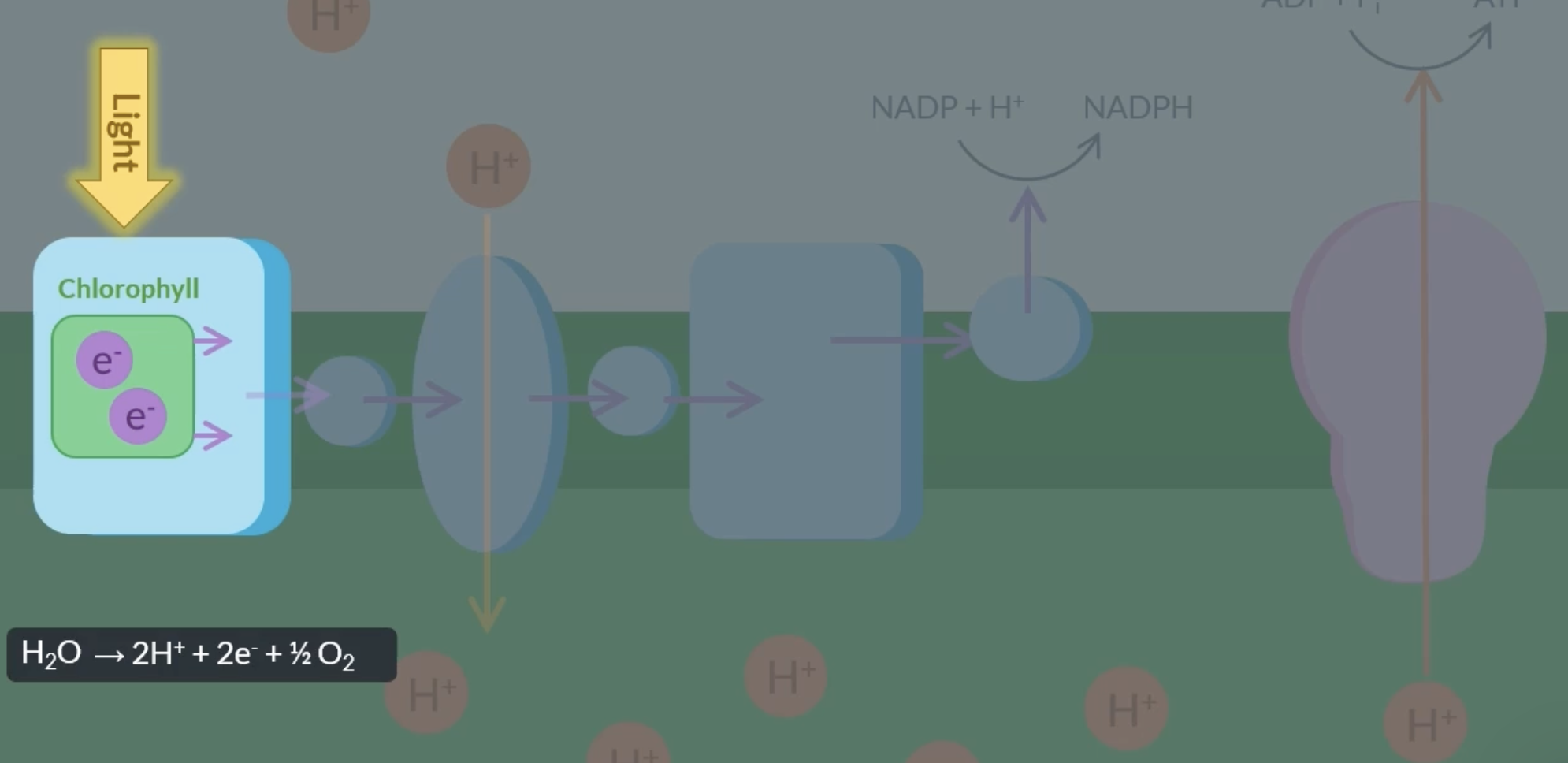 <p>the electrons lost from the chlorophyll during photoionisation need to be replaced to ensure the continuous flow of the ETC. when light hits the leaf, it splits water into: H<sub>2</sub>O → 2H<sup>+ </sup>+ 2e<sup>-</sup> + ½ O<sub>2</sub>. </p><p>the electrons formed can be use to replace the ones lost.</p><p>the protons can be used to maintain a high concentration of protons in the thylakoid space. </p><p>the oxygen can either diffuse out of the plant or be used in respiration  </p>