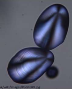 <p>Do the following starch granules have a centric or eccentric hilum?</p>