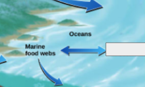 <p>phosphorous cycle: name the step</p>