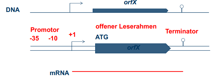 <p>Eine bakterielle Transkriptionseinheit umfasst den Promotor mit den Regionen -35 und -10 (Pribnow-Box), den Startpunkt (+1), den offenen Lesebereich sowie den Terminator.</p>