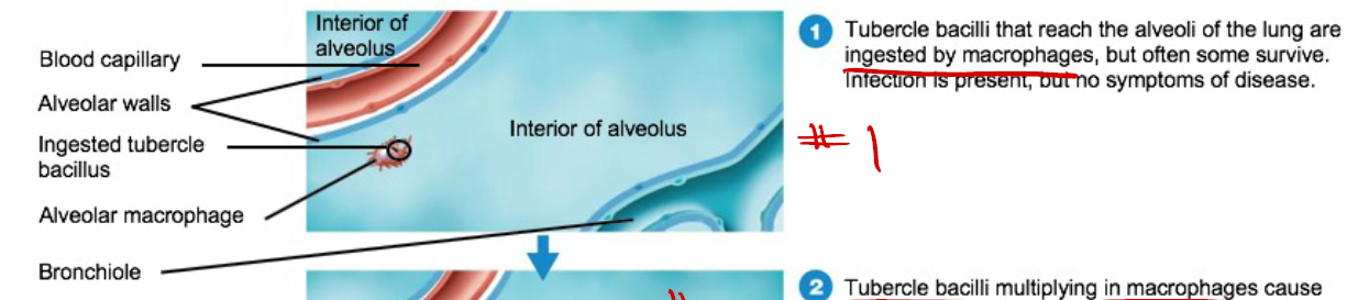 <p>They’re <strong>ingested by macrophages</strong>, but often some survive.</p>