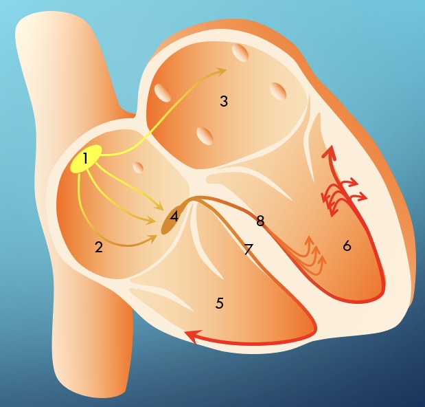 <p>1</p>