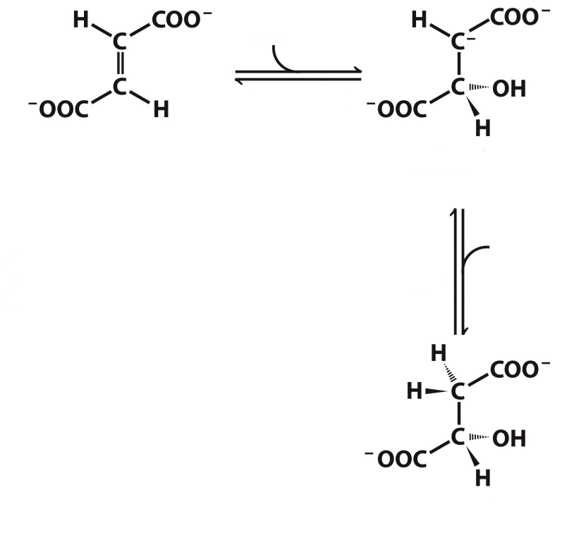 <p>What enzyme catalyzes this reaction? What are the intermediates, if any?</p>