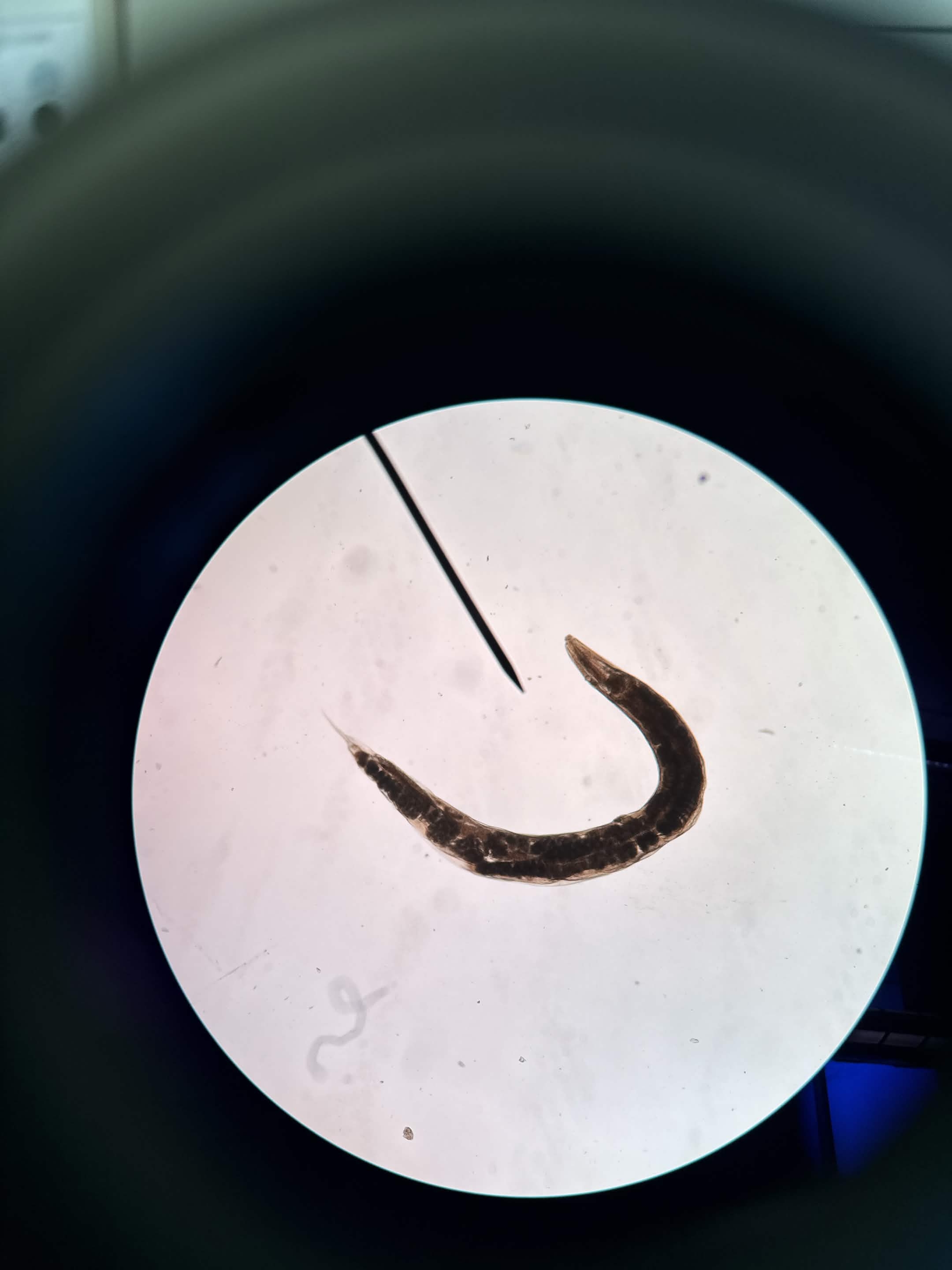 <p>What is this?</p>