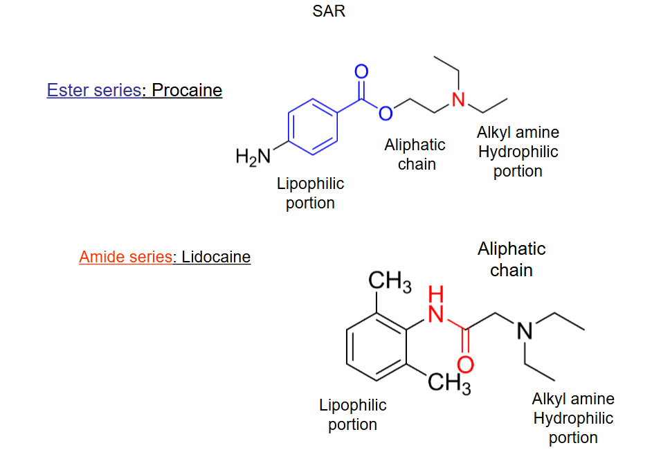 <p>Lipophilic Portion</p><ul><li><p>Essential for local anesthetic activity</p></li><li><p>Important binding to the sodium channel receptor</p></li><li><p>Di-ortho substitution protects the amide bond from hydrolysis</p><ul><li><p>Increases metabolic stability and duration of action</p></li></ul></li></ul><p>Aliphatic Chain</p><ul><li><p>Connects aromatic ring and amine</p></li><li><p>Usually 1-3 carbons long</p></li><li><p>Determines whether drug is ester or amide</p><ul><li><p>Amide- more resistant to metabolic inactivation</p></li><li><p>Ester- more susceptible to ester hydrolysis </p></li></ul></li></ul><p>Alkyl amine Hydrophilic portion</p><ul><li><p>Most local 3<sup>o </sup>alkyl amine</p></li><li><p>Increases water solubility</p></li><li><p>Protonated form binds to the receptor site inside the Na channel</p></li></ul><p></p>