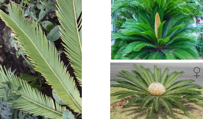<ul><li><p>Grupo emparentado con los helechos con semillas (<strong>Pteridospermas</strong>)</p></li><li><p>Fósiles vivientes: c. 150 especies actuales y registro fósil</p></li><li><p>Viven recluidos en<strong> lugares muy restringidos </strong>por sus requerimientos ecológicos</p></li><li><p>Escasa importancia en la vegetación actual</p></li><li><p>Hojas: <strong>pinnatisectas </strong>y <strong>nerviación pinnada</strong>.</p></li><li><p>Sistema reproductivo: <strong>dioecia</strong></p></li></ul><ul><li><p><strong>Megasporófilos</strong>: gran número de primordios seminales que se reducen a 2</p></li><li><p><strong>Microsporófilos</strong>: soportes de sacos polínicos (microesporangios) en sinangios</p></li></ul><ul><li><p>Se pueden dispersar tanto por <strong>zoocoria </strong>como por <strong>hidrocoria </strong>(<strong>nautocoria </strong>→ flotan)</p></li></ul><p></p>