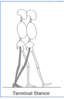 <p>31-50%</p><ul><li><p>Begins with heel rise</p></li><li><p>Body moves ahead of the forefoot</p></li><li><p>OBJECTIVES</p><ul><li><p>Progress over a stationary foot</p></li><li><p>Limb and trunk stability</p></li></ul></li></ul><p></p>