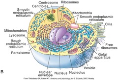 <p>Contains DNA and is the site of rRNA synthesis.</p>