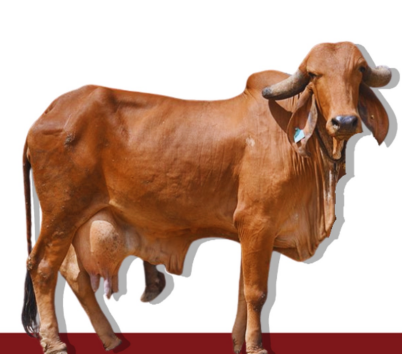 <ul><li><p>dairy type</p></li><li><p>10-15 L/Day</p></li><li><p>0.045-.0.5 Kg/L of butterfat</p></li><li><p>India</p></li><li><p>Curved horns, gentle, high butterfat</p></li></ul><p></p>