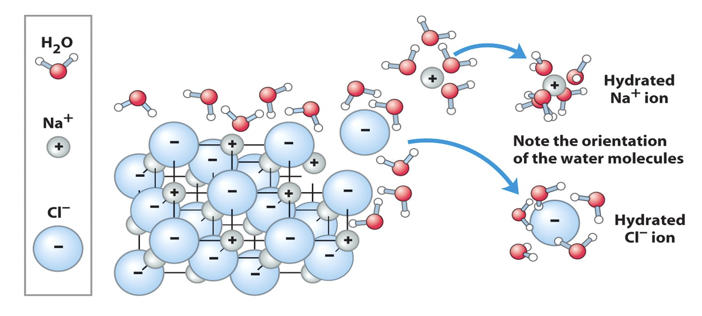 <ul><li><p>increase the entropy of the system (thermodynamically favorable) by breaking apart the extremely organized salt crystal</p></li><li><p>ions can’t bond as the water in in the way</p></li></ul><p></p>