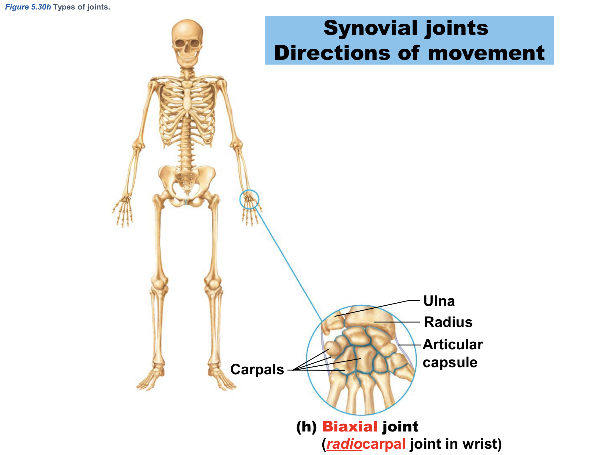<p>Biaxial joint example:</p>