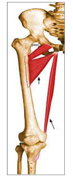 <p>bottom arrow</p>