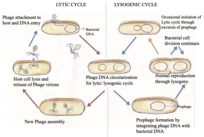 <ul><li><p>Viral genome integrates into host DNA as a prophage and is replicated during cell division </p></li><li><p>This alters host phenotype (fitness, pathogenicity, environmental interactions) and persists in populations </p></li></ul><p></p>