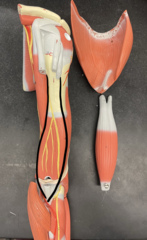 <p>Underneath the biceps</p>