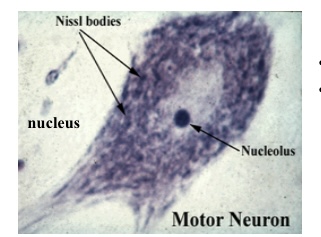 <p>Motor Neuron : Function : Carries impulses from the central nervous system to muscles and glands.</p>