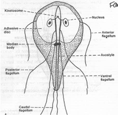 <p>What organism’s Anatomy is this? (8 Flagella)</p>