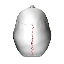 <p>Separates the left and right parietal bones.</p>