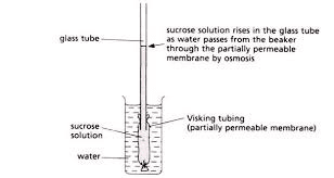 <p> (or Visking tubing) is a non-living, <strong>partially permeable</strong> membrane made from cellulose.</p><ul><li><p>Pores are small enough to <strong>prevent the passage of large molecules</strong> (such as <strong>sucrose</strong>) but allow <strong>smaller molecules</strong> (such as <strong>glucose and water</strong>) to pass through by <strong>diffusion</strong> and <strong>osmosis</strong></p></li></ul><p></p><p></p>
