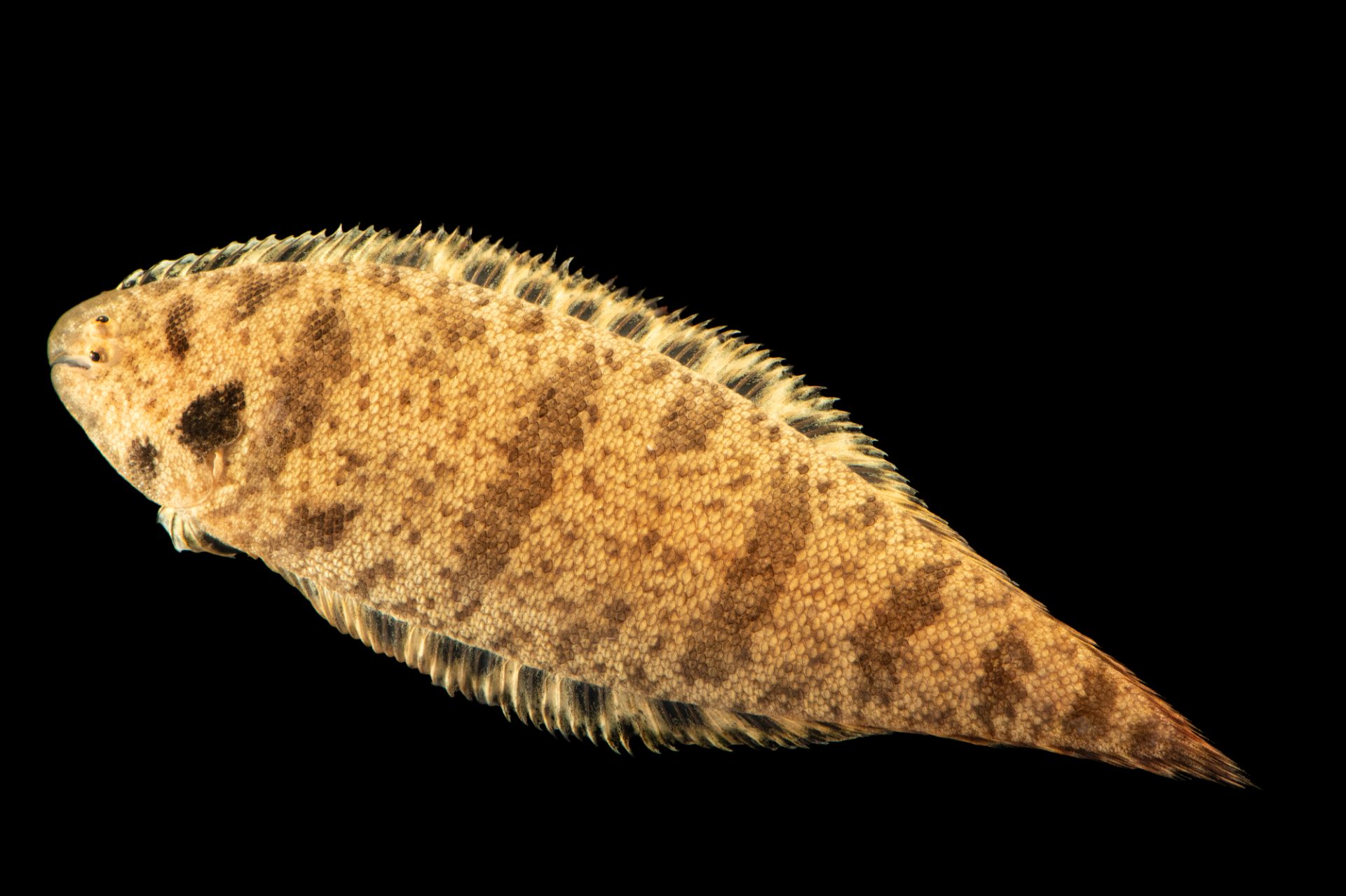 <p>Left-eyed, round snout, crossbars and opercle black dot, pointed tail</p>