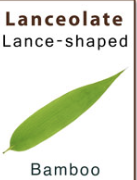 <p>Lance</p>