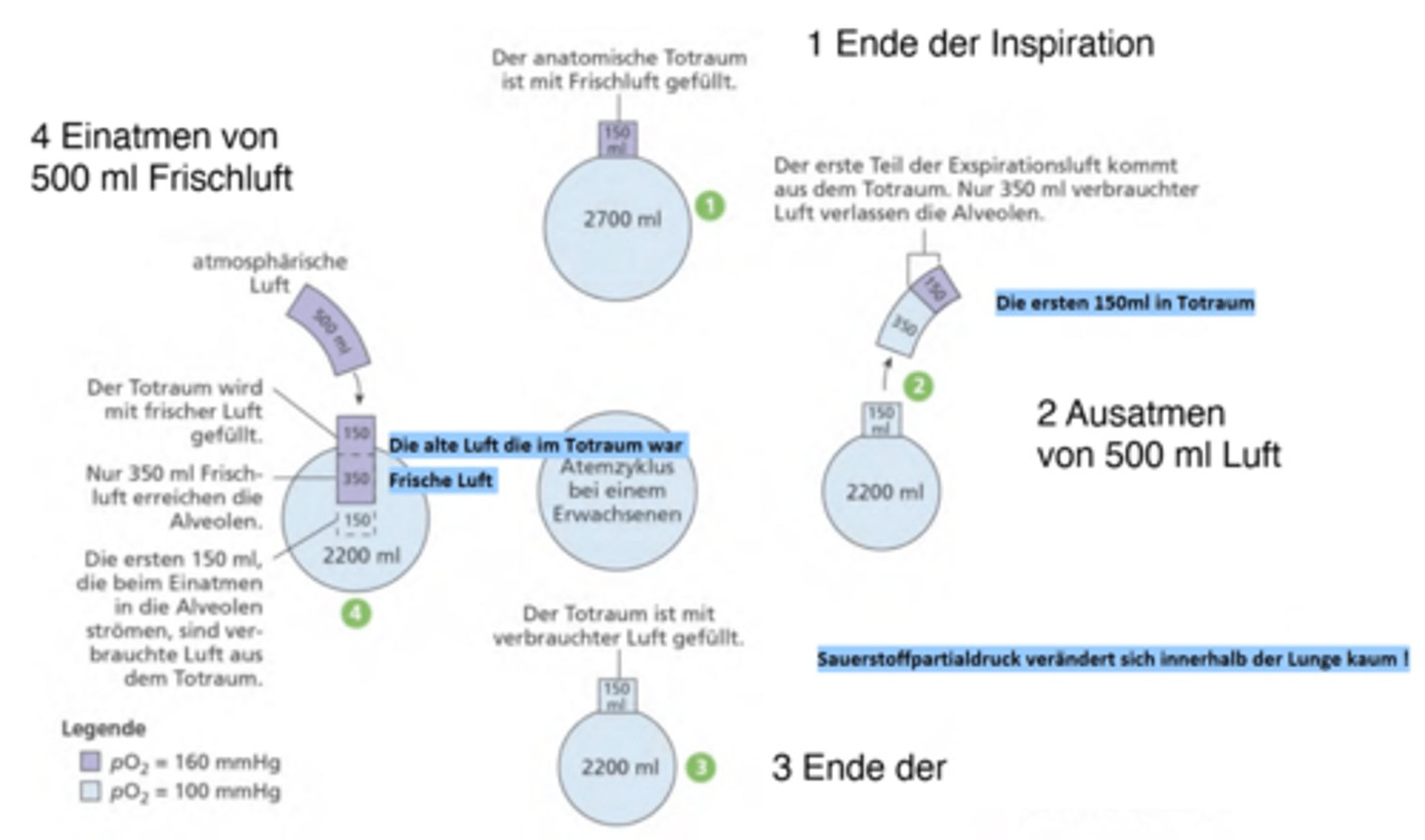 <p>Die pulmonale Ventilation ist grösser.</p><p>-> Betrachte den Zyklus auf dem Bild - auswendig !</p>