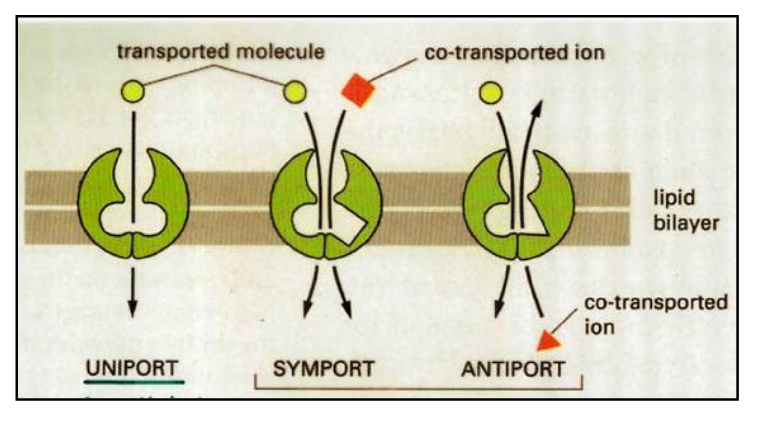 <ul><li><p>bind to the molecule to be transported</p></li><li><p>undergo a series of conformational changes to transfer the bound molecule across the membrane</p></li><li><p>carrier mediated transport:</p><ul><li><p>1. uniport: transport of a single molecule (ex: Ca<sup>2+</sup> transport [ER membrane])</p></li><li><p>2. symport: transport of 2 molecules (coupled transport), occurs in a single direction (ex: glucose, Na<sup>+</sup>)</p></li><li><p>3. antiport: transport of 2 molecules (coupled), occurs in opposite directions (ex: Na<sup>+</sup>/K<sup>+</sup> pump)</p></li></ul></li></ul><p></p>