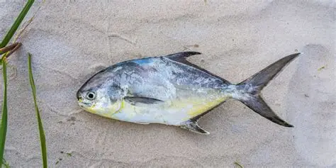 <p>Blunt snout, forked tail, more elongate</p>
