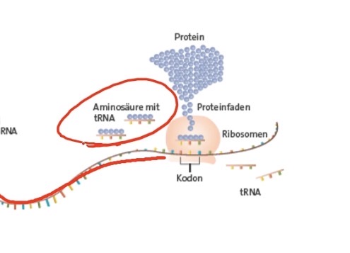 <ul><li><p>Transfer-RNA (tRNA) liest „Basencode“ ab</p></li><li><p>tRNA reproduziert den Code durch freie Aminosäuren aus dem Zytosol</p></li><li><p>tRNA steckt in Ribosom </p></li></ul><p></p>