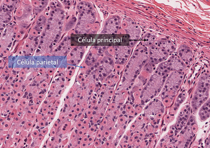 <p><strong>Fondo gástrico</strong> tiene glándulas que se encargan de secretar principalmente:</p>