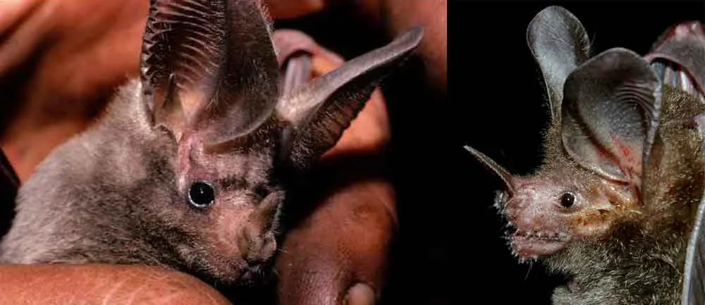<p>New world bats</p>