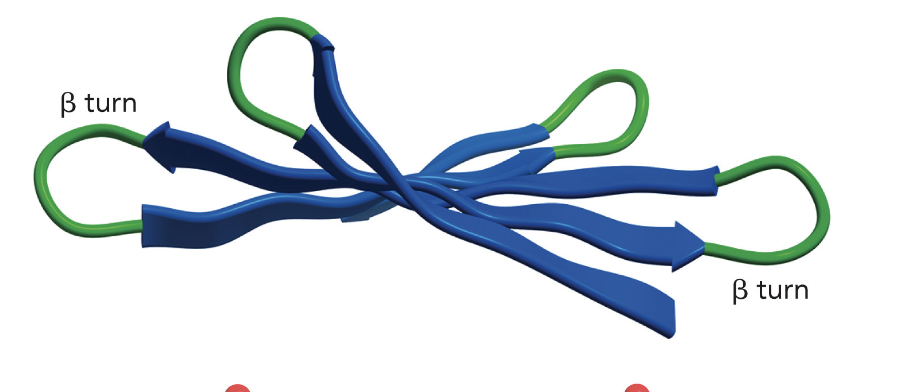 <p>4 AA loops that connect b-strands</p>